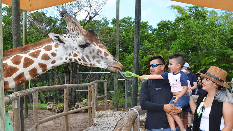 Giraffe and family at Naples Zoo