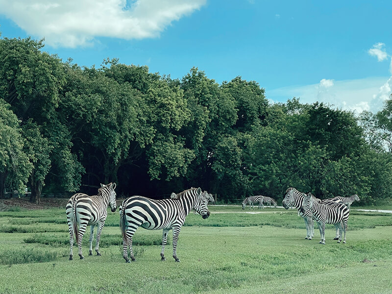 Zebras in a lush green area