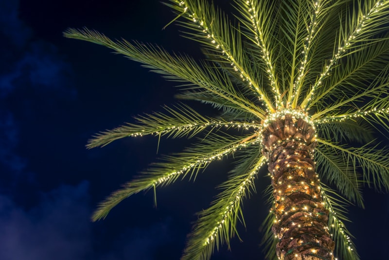 Palm tree with holiday lights from below