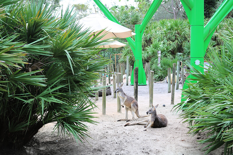 Two kangaroos at the zoo